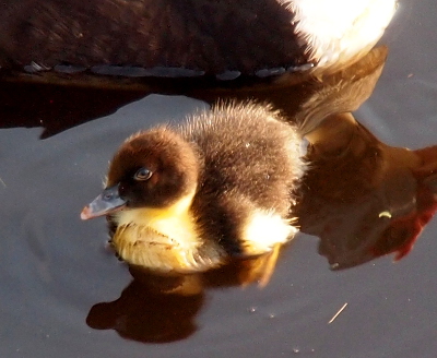 [A close view of the duckling in the water beside its mother.]